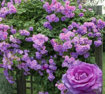 Creeper Rose Plant Purple