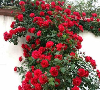 Creeper Rose Plant Red