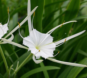 Crinum Lily, Spider Lilly (White) Plant