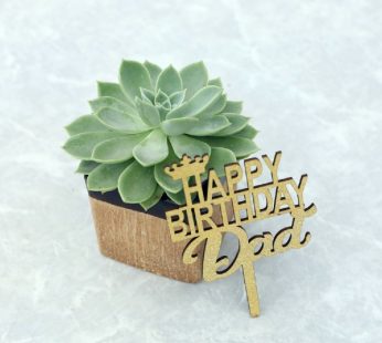 Dad’s Birthday Echeveria Succulent Plant