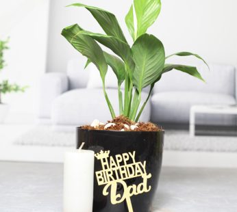 Dad’s Birthday Green Gifting Peace lily Plant