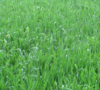 Deenanath Grass Seeds 500 Gm