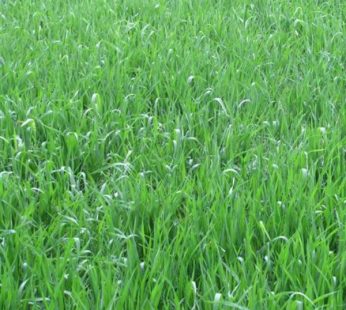 Deenanaths Grass Seeds 500 Gm only for testing