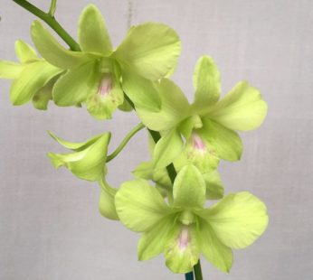 Dendrobium Orchid (Aridang Green) Plant