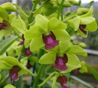 Dendrobium Orchid (Burana Jade) Plant