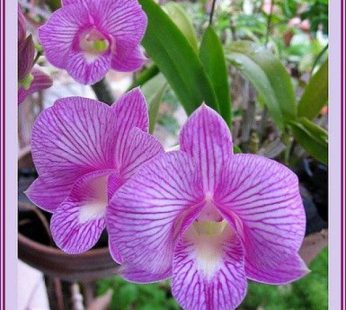 Dendrobium Orchid (Star Pink Stripe) Plant