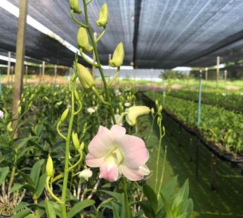 Dendrobium Orchid (Visa Peach) Plant