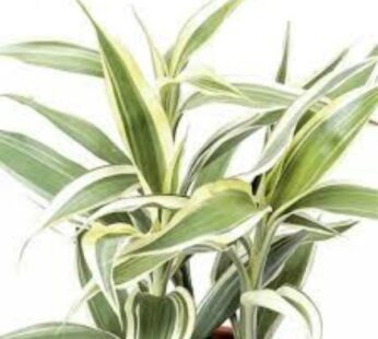 Dracaena Silver Plant