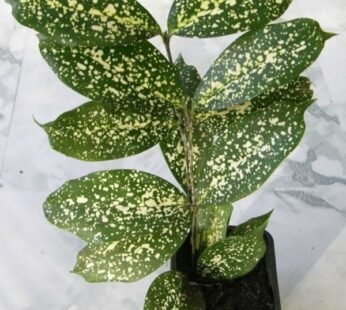 Dracaena Surculosa, Spotted Leaf Dracaena Plant