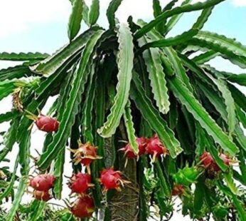 Dragon Fruit Plant, Ajagar Phal ( Grown through Seed) Plant