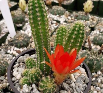 Echinopsis Chamaecereus – Cactus