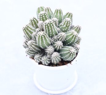 Echinopsis Cucumber – Cactus