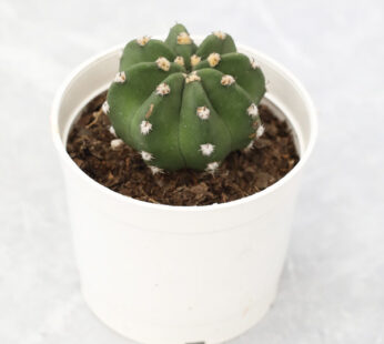 Echinopsis Subdenudata – cactus