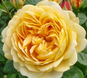 English Rose yellow  Plant