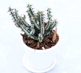 Euphorbia Aeruginosa – Cactus