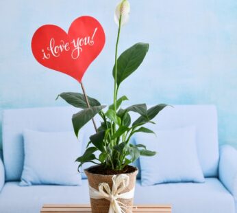 Express I Love You with Peace Lily Plant