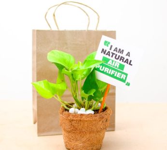 Express Love by Gifting Green Money Plant with jute planter