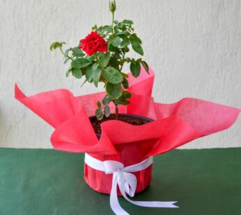 Express Love Gifting Red Rose Plant – Green Gifting