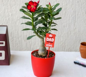 Express Love to Dad by Gifting Adenium (Desert Rose) Plant with beautiful greetings