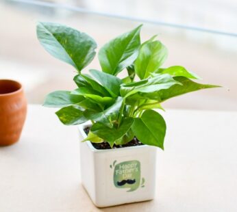 Express Love with Dad Gifting Green Money Plant with ceramic Pot