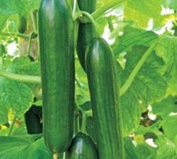 f1 hybrid cucumber sultan Seeds