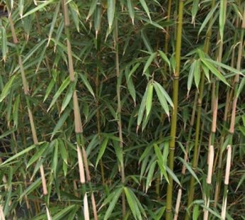 Fargesia Dracocephala Bamboo Plant
