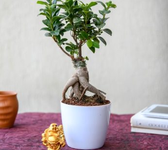 Ficus Bonsai Plant with White Pot for Gifting