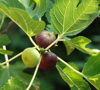 Fig Tree, Anjeer Fruit, Common Fig Fruit Plant