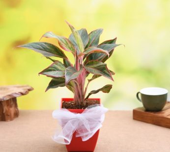 Gifting Aglaonema Tiara, Aglaonema Pink Panther Plant with Red Pot