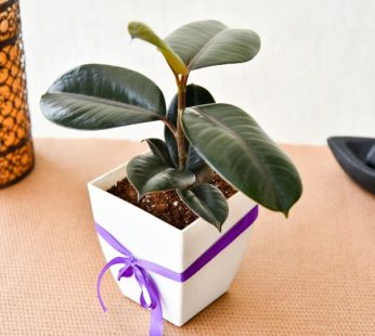 Gifting Decorative Rubber Plant