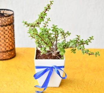 Gifting Green Lucky Jade Plant