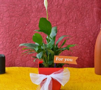 Gifting Green Peace Lily In Red Plastic Pot