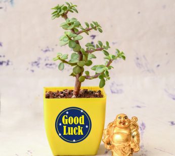 Gifting Jade Green Good Luck Plant