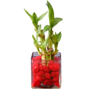 Gifting Lucky Bamboo Plant in Square Glass Bowl