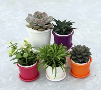 Gifting Set of 5 Succulents