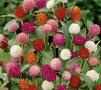 Gomphrena Mixed Color Flowering Seeds
