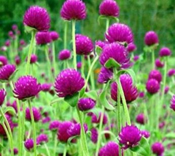 Gomphrena Purple Flowering Seeds