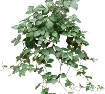 Grape ivy plant