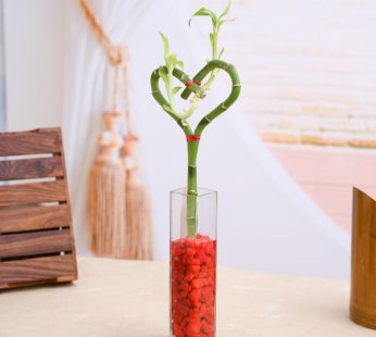 Green Gifting Heart Arrangement Lucky Bamboo Plant with decorative pebbles