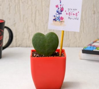 Green Gifting Hoya kerrii, Heart Leaf Plant to Gift your Mom