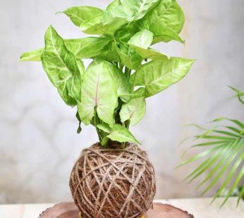 Green Gifting Kokedama syngonium arrowhead plant