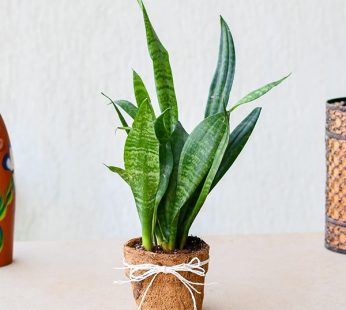 Green Gifting Snake Plant with Jute Planter