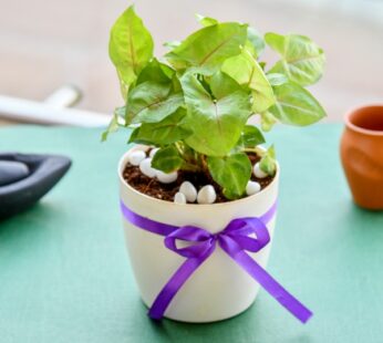 Green Gifting Syngonium Pink Veins Plant to Express Love and Care