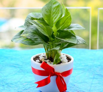 Green Money Plant for Gifting Decorated Ceramic