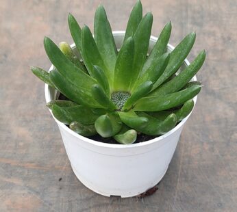 Green Sunrise – Succulent Plant