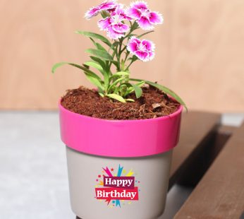 Happy Birthday Gifting Flowering Plant Dianthus