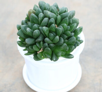 Haworthia Cooperi – Succulent Plant