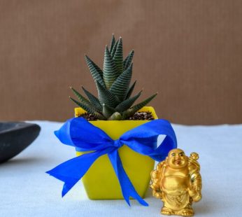 Haworthia limifolia – Succulent Plant for Gifting with Laughing Buddha