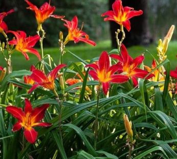 Hemerocallis, Day Lily (Any Color) Plant