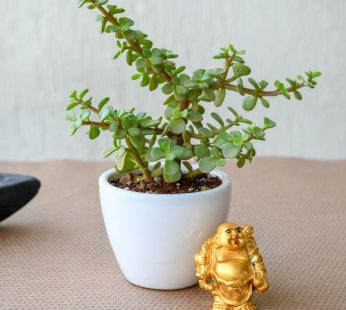 Jade Green Plant With White Ceramic Pot for Gifting